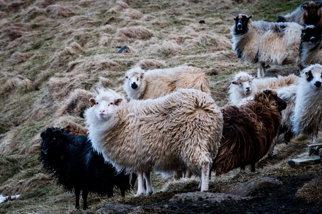 Sheeps on the Faroe Islands
